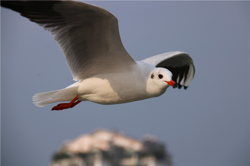 飛、露、秋與風(fēng)云(圖1)