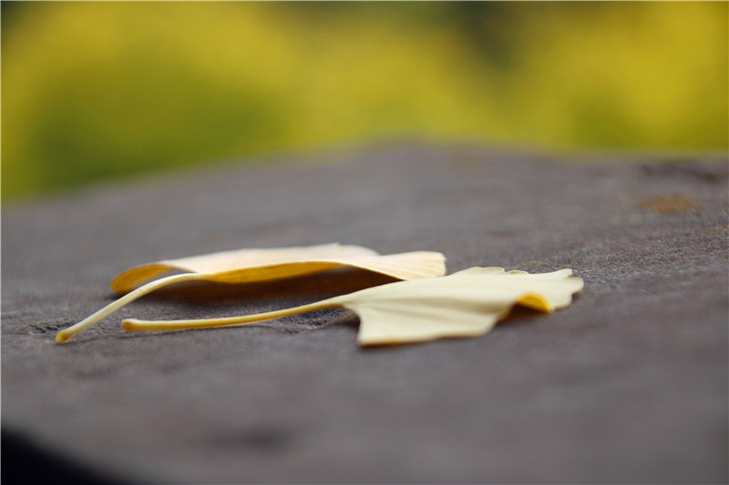 飛、露、秋與風(fēng)云(圖3)