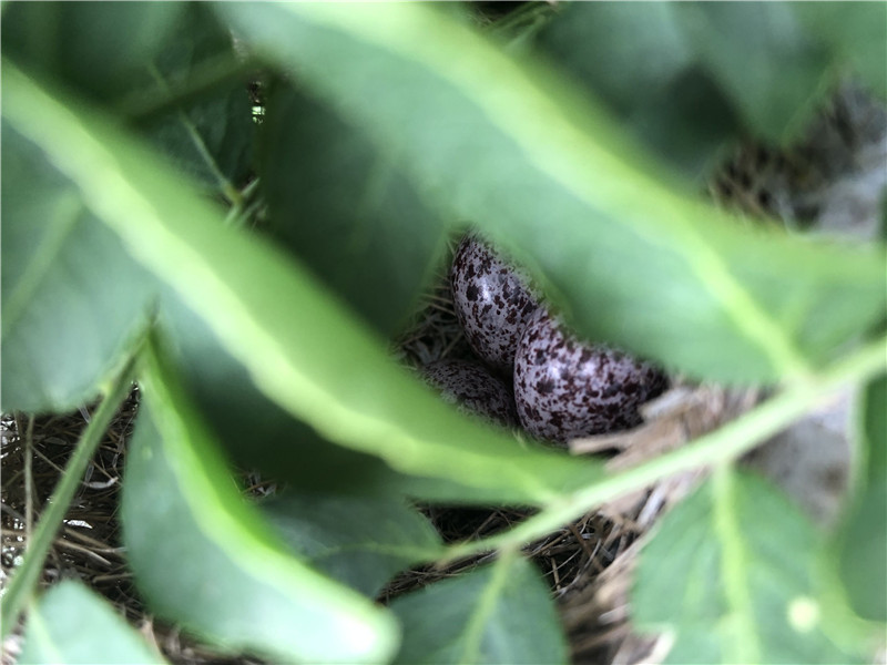 稚龜、午睡的貓、鳥蛋(圖3)