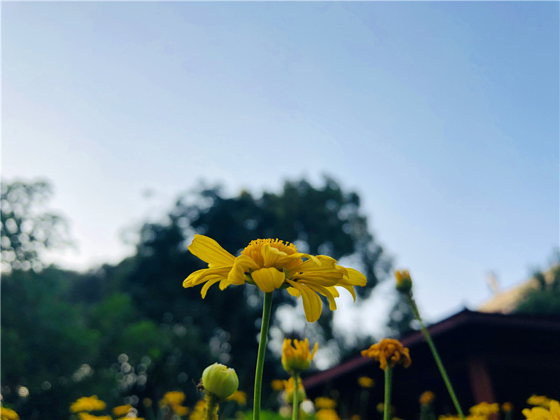 橋、晨曦中的小花、落葉(圖2)